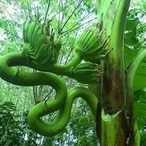 Chuối tạo dáng rồng bay phượng múa. Chuối tạo dáng rồng bay phượng múa.