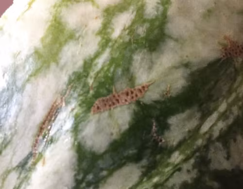 5 đặc điểm của dưa hấu bạn đừng bao giờ mua - 6