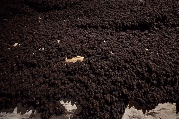 Sự thật không ai ngờ về loài dơi hút máu ảnh 13