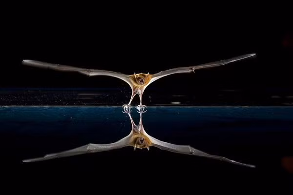 Sự thật không ai ngờ về loài dơi hút máu ảnh 5