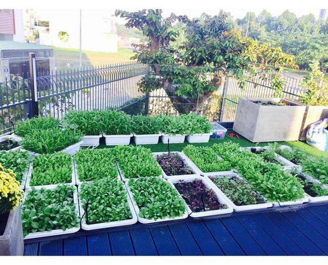 Trái ngọt sai trĩu trên sân thượng biệt thự nhà Lý Hải - Minh Hà - Ảnh 2. Trái ngọt sai trĩu trên sân thượng biệt thự nhà Lý Hải - Minh Hà - Ảnh 2.