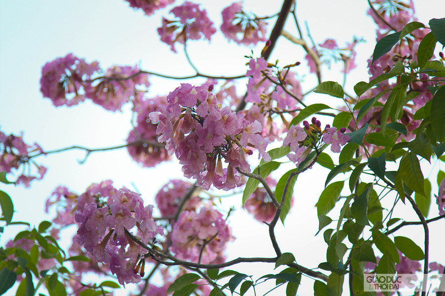 Nhiều cây khi nở hoa còn rụng sạch lá chỉ còn những chùm hoa lớn với màu hồng rực rỡ, khiến nhiều người gọi đây là &quot;hoa anh đào&quot; của TPHCM.