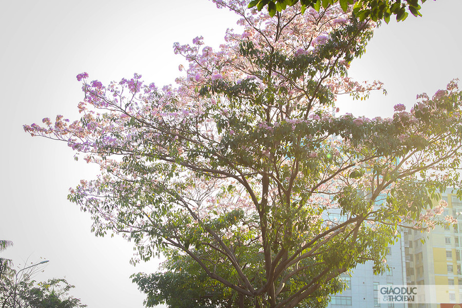 Nắng hắt qua từng tán hoa khiến nhiều con đường trở nên &quot;lãng mạn&quot; hơn với sự góp mặt của loại cây này.