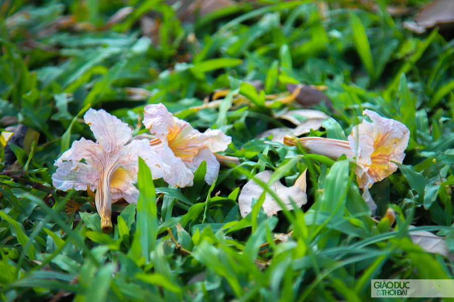 Hoa rơi nhiều trên thảm cỏ xanh, khiến chúng nổi bật lên với màu sắc của mình.