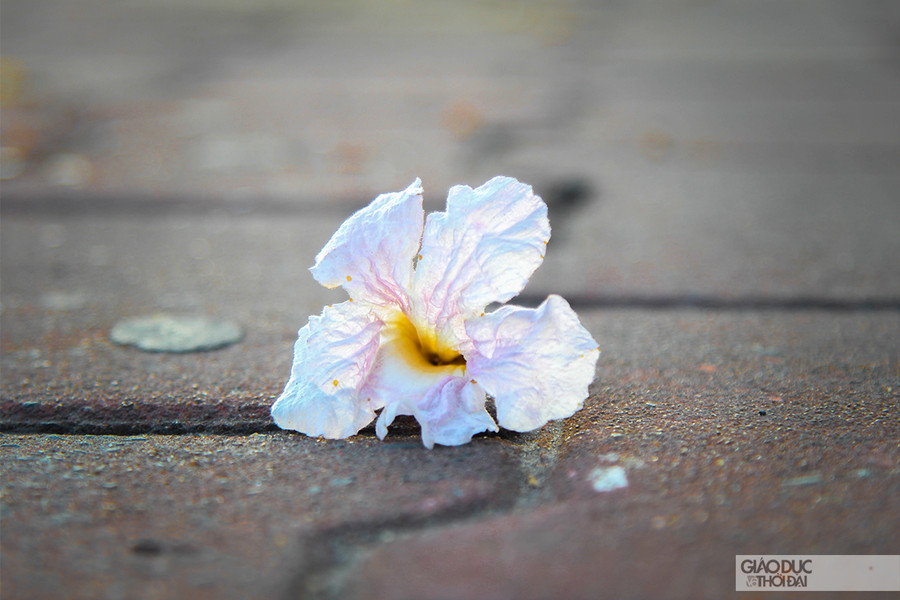 Từng bông kèn hồng rơi trên vỉa hè, đều mang sắc đẹp khó tả nơi chúng dừng chân.