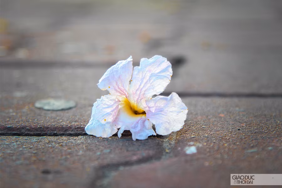 Từng bông kèn hồng rơi trên vỉa hè, đều mang sắc đẹp khó tả nơi chúng dừng chân.