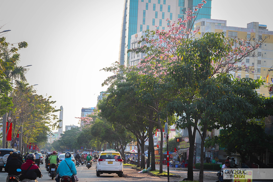 Mùa hoa kèn hồng tại thành phố thường bắt đầu từ tháng 2 đến tháng 5, trước khi nở hoa, cây sẽ rụng nhiều lá, để lộ ra nụ và từng chùm hoa lớn.