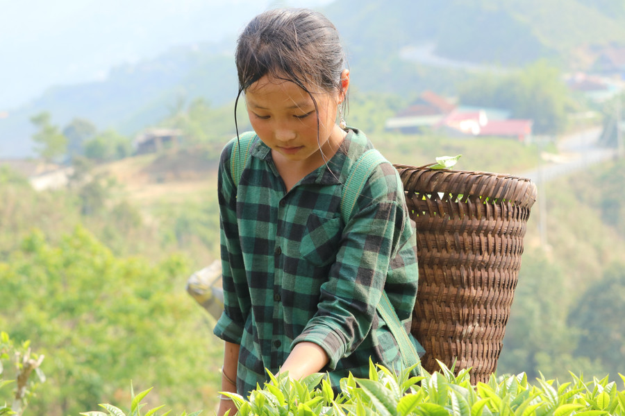 Cây chè Shan tuyết giúp người dân miền núi Nghệ An xóa đói giảm nghèo. Cây chè Shan tuyết giúp người dân miền núi Nghệ An xóa đói giảm nghèo.