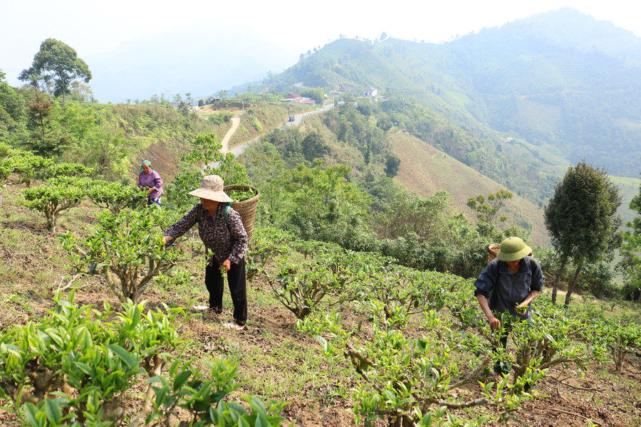 Chè Shan tuyết được trồng trên những ngọn đồi ở xã Huồi Tụ, huyện Kỳ Sơn. Chè Shan tuyết được trồng trên những ngọn đồi ở xã Huồi Tụ, huyện Kỳ Sơn.