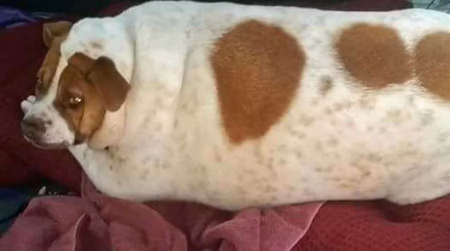 Chó béo tròn không thể quay đầu hay đi lại, chỉ có thể lăn