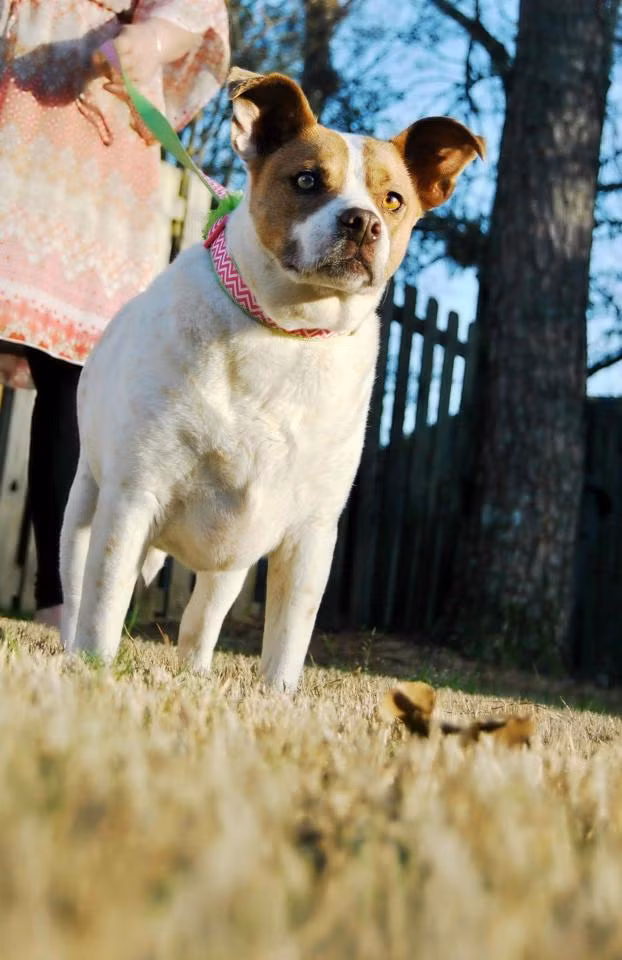 cho beo tron khong the quay dau hay di lai, chi co the lan hinh anh 4