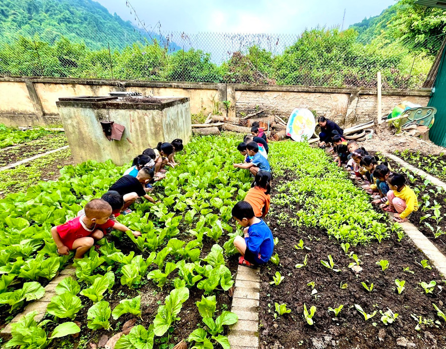 Trẻ trải nghiệm thông qua hoạt động chăm sóc vườn rau. Trẻ trải nghiệm thông qua hoạt động chăm sóc vườn rau.
