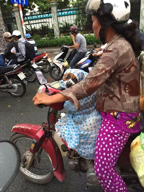 Bà chủ nhường áo mưa cho cún cưng - 3