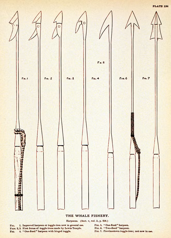 Loài sứa có phương pháp giao phối khá... bạo lực