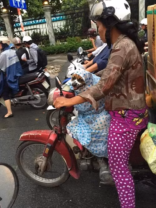 Bà chủ nhường áo mưa cho cún cưng - 4