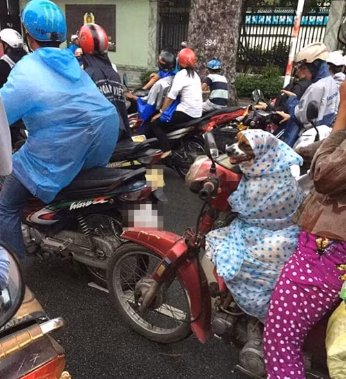 ... nhường áo mưa cho chó cưng.