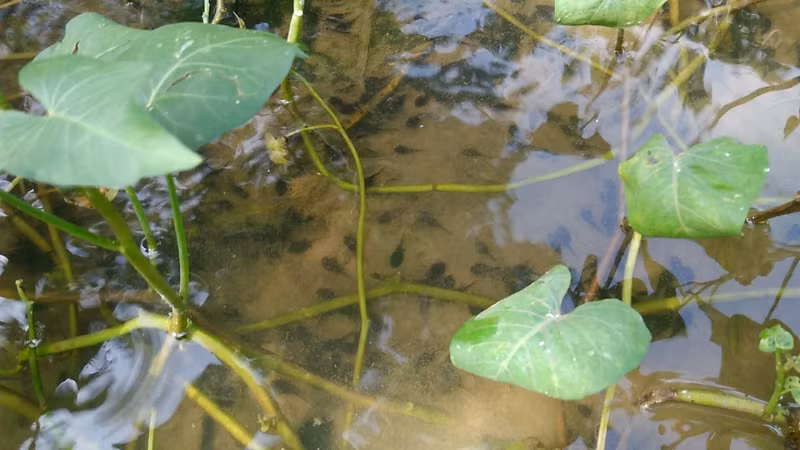 Văn hoá - Hãi hùng nhìn người Mường xứ Thanh chế biến đặc sản nòng nọc om măng rừng (Hình 2).