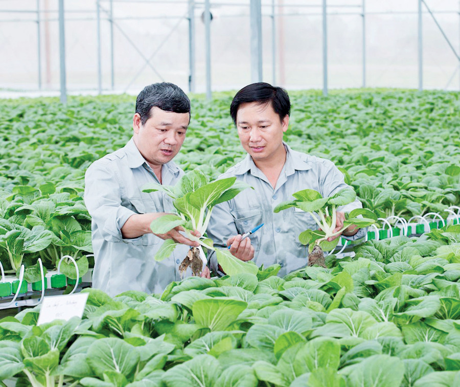 Sản xuất rau sạch trên trang trại của VinEco. Ảnh: Quý Trung Sản xuất rau sạch trên trang trại của VinEco. Ảnh: Quý Trung