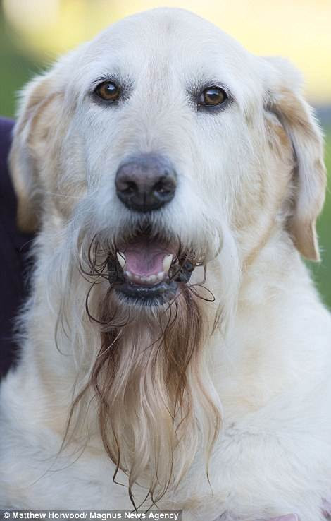 Chú chó kì lạ có râu như tài tử nổi tiếng Hollywood ảnh 2