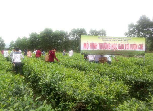 Mô hình trường học gắn với vườn Chè tại Trường THCS Yên Lãng (huyện Thanh Sơn) Mô hình trường học gắn với vườn Chè tại Trường THCS Yên Lãng (huyện Thanh Sơn)
