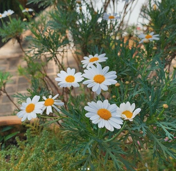 Tăng Thanh Hà đi du lịch Đà Lạt 6 Tăng Thanh Hà, Tăng Thanh Hà du lịch, cuộc sống Tăng Thanh Hà, Tăng Thanh Hà đi đà lạt