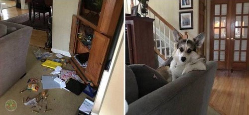 Khoảnh khắc bạn nhận ra đâu mới là chủ nhân thật sự trong nhà.