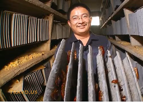 Trung Quốc nuôi 6 tỷ con gián làm dược liệu trị đau dạ dày