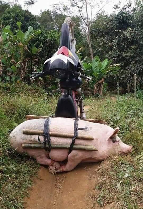 Được so sánh với đứa bạn thân gây thích thú.