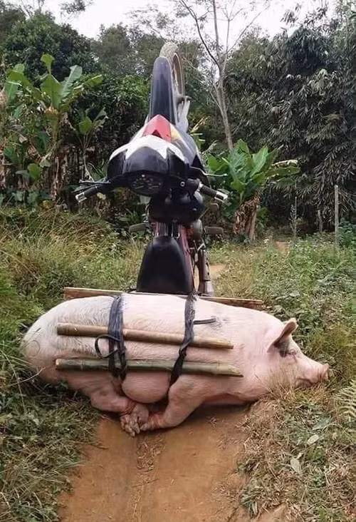 Được so sánh với đứa bạn thân gây thích thú.