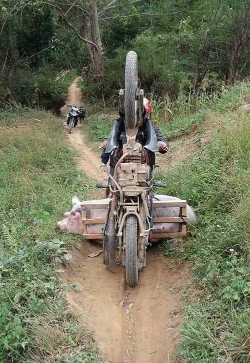 Anh chàng chở heo bị ngã lộn nhào...