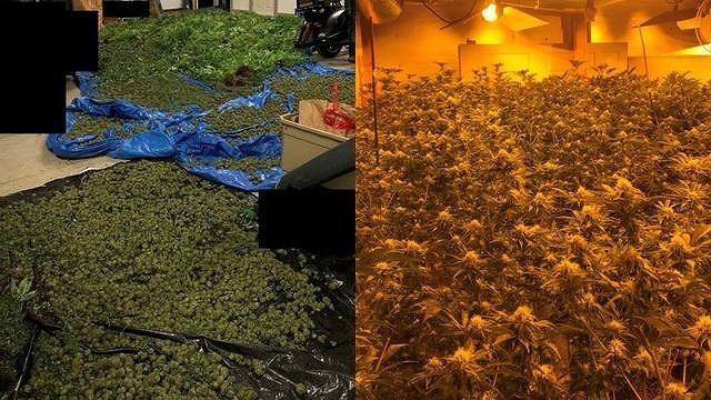 Những cây cần sa bị phát hiện.