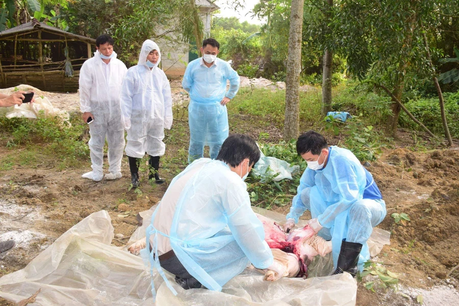 Ông Nguyễn Văn Phương – Phó Chủ tịch UBND tỉnh Thừa Thiên Huế kiểm tra vùng xuất hiện dịch tả lợn Châu Phi tại xã Phong Sơn 