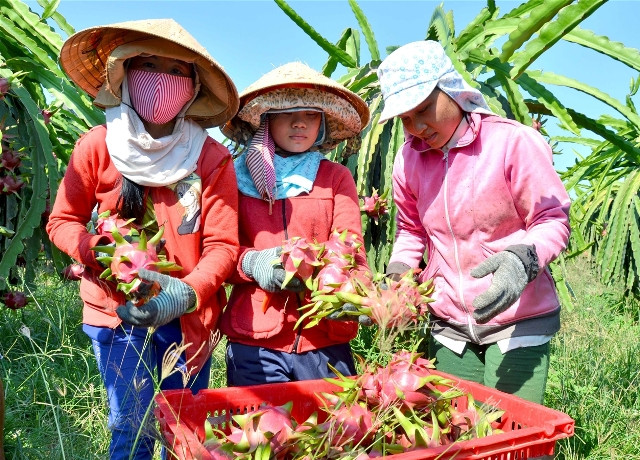 Xuất khẩu rau quả hướng tới kỷ lục mới