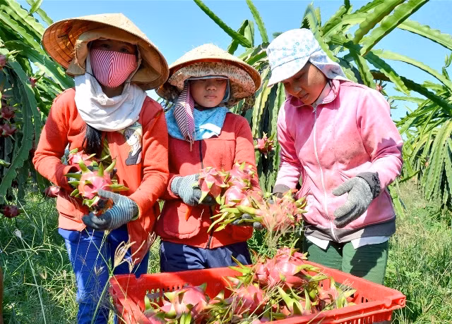 Xuất khẩu rau quả hướng tới kỷ lục mới