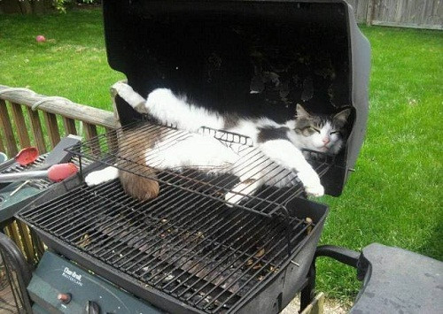 Chỗ ngủ lý tưởng của mèo.