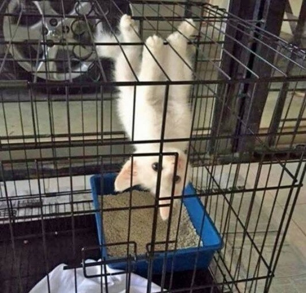 Khi lũ giặc mèo bị bắt quả tang đang quậy tanh bành nhà cửa - Ảnh 4. Khi lũ giặc mèo bị bắt quả tang đang quậy tanh bành nhà cửa - Ảnh 4.