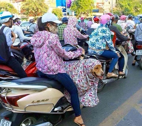 Đến cún cưng cũng được che chắn kỹ càng.