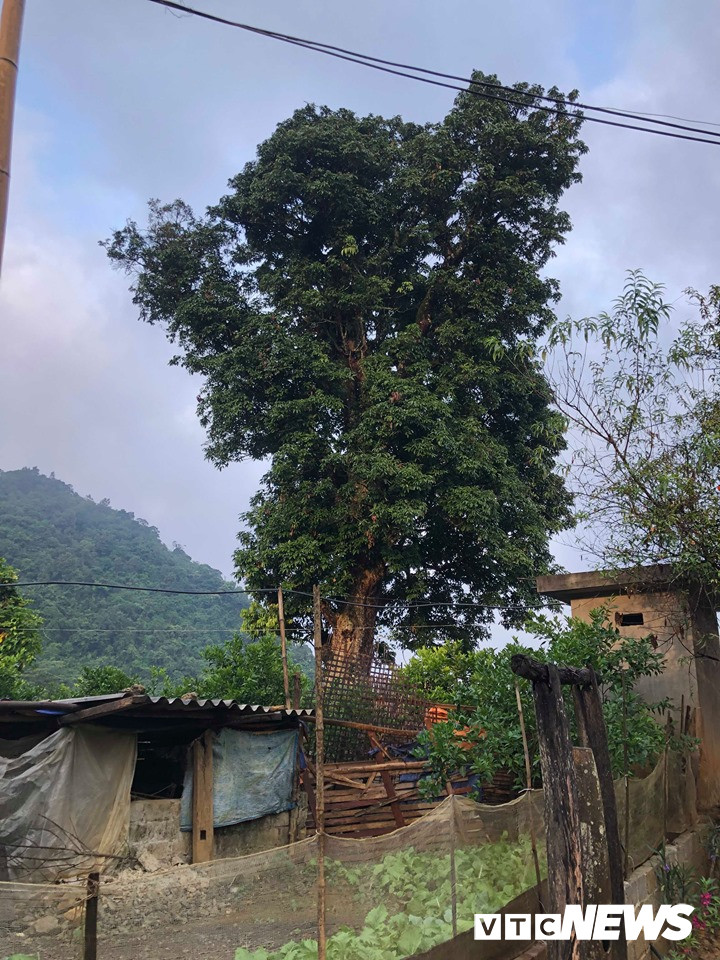 Kỳ bí 3 cây vải khổng lồ có từ thời ‘Đẻ đất đẻ nước’ giữa rừng Pù Luông Kỳ bí 3 cây vải khổng lồ có từ thời ‘Đẻ đất đẻ nước’ giữa rừng Pù Luông