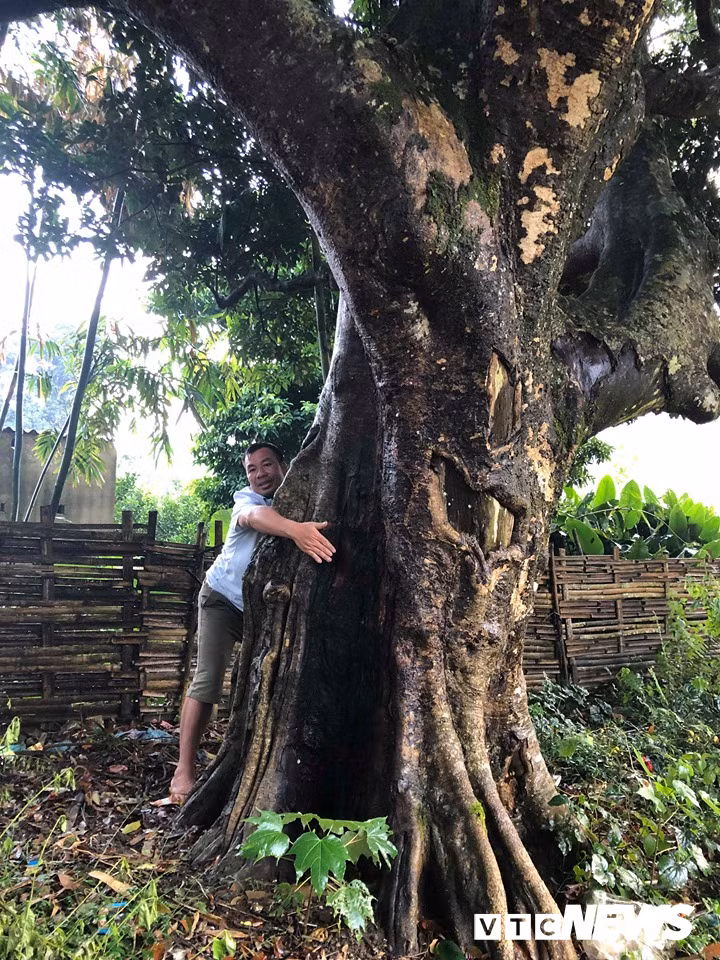 Kỳ bí 3 cây vải khổng lồ có từ thời ‘Đẻ đất đẻ nước’ giữa rừng Pù Luông