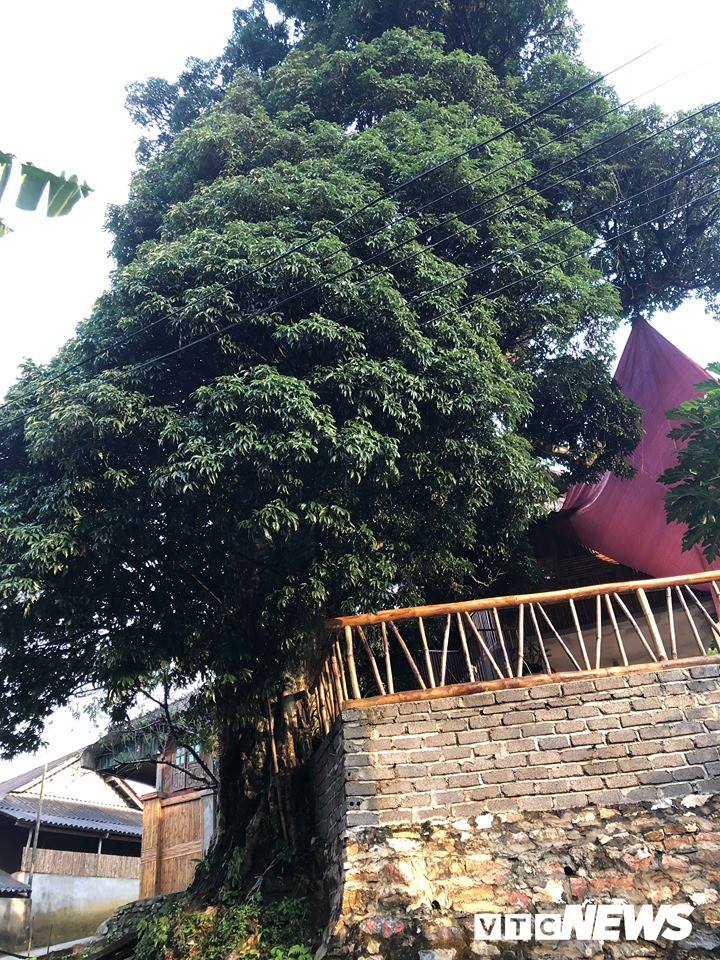 Kỳ bí 3 cây vải khổng lồ có từ thời ‘Đẻ đất đẻ nước’ giữa rừng Pù Luông Kỳ bí 3 cây vải khổng lồ có từ thời ‘Đẻ đất đẻ nước’ giữa rừng Pù Luông