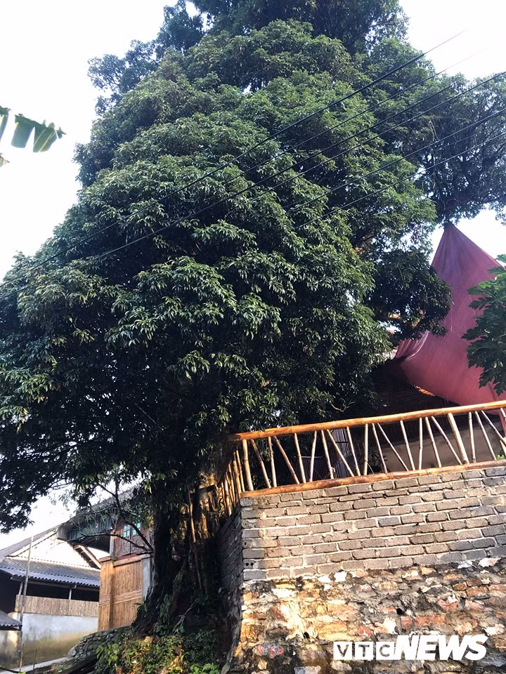 Kỳ bí 3 cây vải khổng lồ có từ thời ‘Đẻ đất đẻ nước’ giữa rừng Pù Luông
