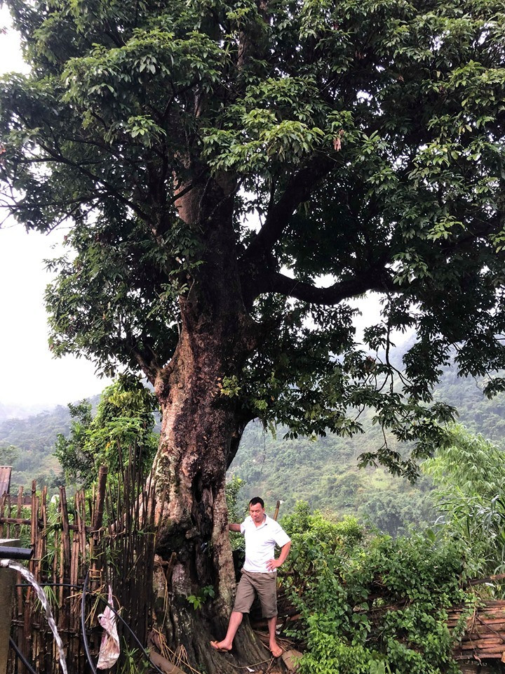 Kỳ bí 3 cây vải khổng lồ có từ thời ‘Đẻ đất đẻ nước’ giữa rừng Pù Luông Kỳ bí 3 cây vải khổng lồ có từ thời ‘Đẻ đất đẻ nước’ giữa rừng Pù Luông