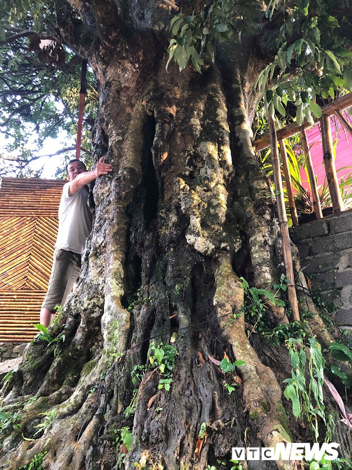 Kỳ bí 3 cây vải khổng lồ có từ thời ‘Đẻ đất đẻ nước’ giữa rừng Pù Luông Kỳ bí 3 cây vải khổng lồ có từ thời ‘Đẻ đất đẻ nước’ giữa rừng Pù Luông