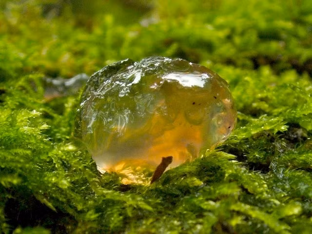 Cơn mưa mang theo nhiều vật thể lạ khiến dịch bệnh hoành hành và bí ẩn đến nay vẫn chưa có lời giải - Ảnh 3.