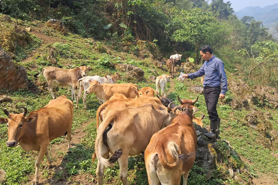 Đàn bò của gia đình ông Lỳ Vả Xênh.