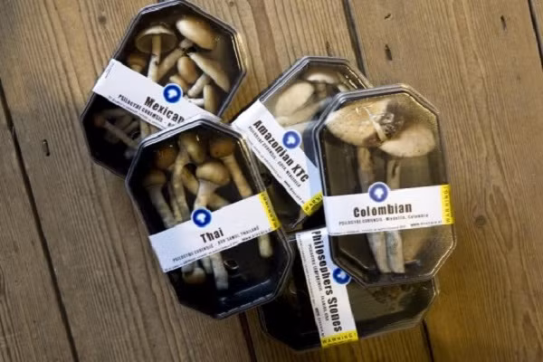 Kỳ lạ loại nấm ma thuật có thể thổi bay chứng lo âu, trầm cảm của con người ảnh 2