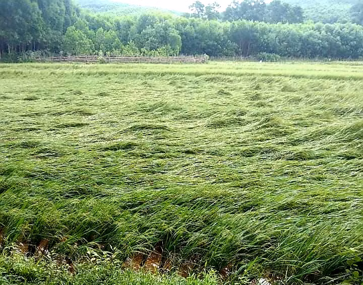 Nhiều diện tích lúa vụ Đông - Xuân bị thiệt hại nặng, thậm chí có nguy cơ bị mất trắng.