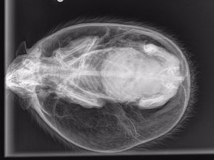 nhim khong lo, phinh to gap doi co binh thuong hinh anh 2