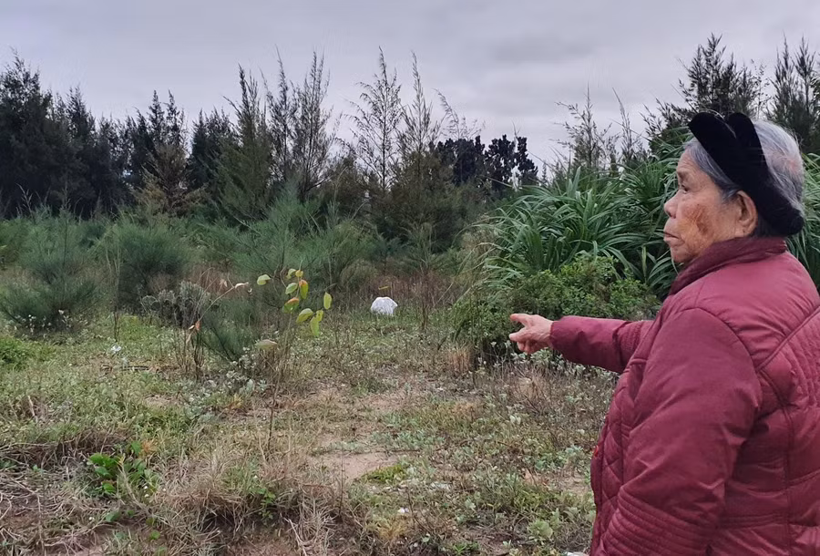 Bà Nghiệm cho biết rừng phi lao ven biển là công sức của vợ chồng bà và các con trồng từ những năm 1992.