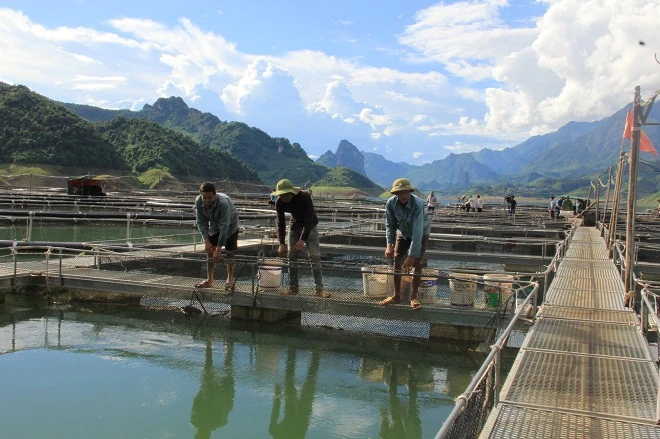 Các lồng cá tầm được nuôi trên lòng hồ thủy điện Sơn La